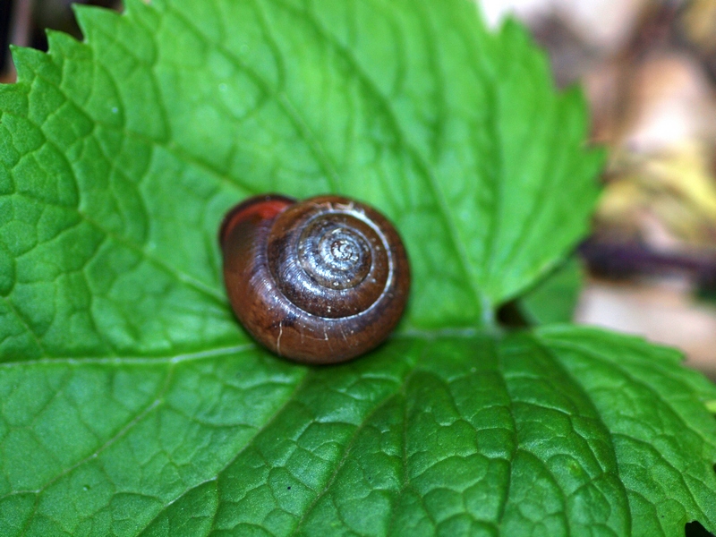 Monachoides incarnatus
